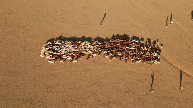 Herd of sheep and goats moving across a field
