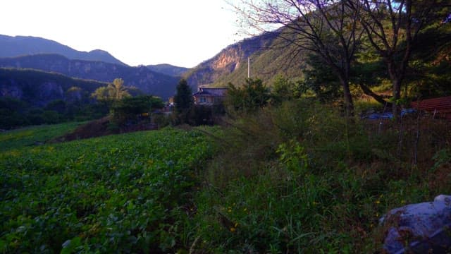 Serene rural farmhouse surrounded by greenery in the early morning
