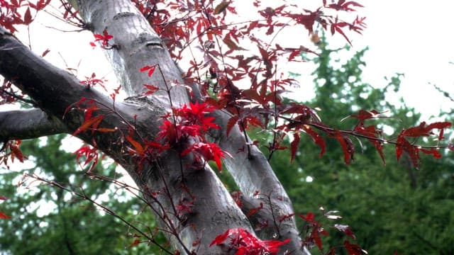 Red leaves on a tree branch after rain