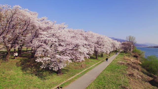 Cherry blossoms along a riverside path