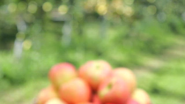Fresh apples in a basket in an orchard
