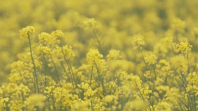 Serene Field of Yellow Canola Flowers Gently Swaying in the Breeze