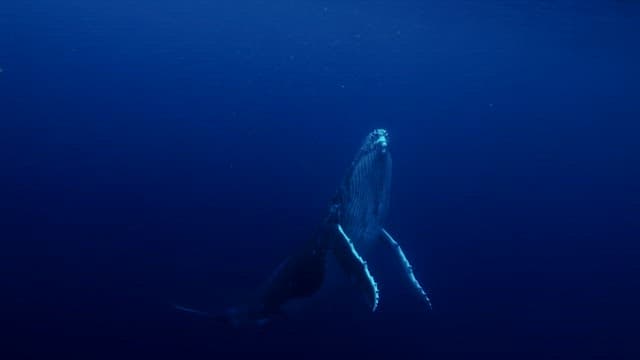 Humpback whale leaping out of the water