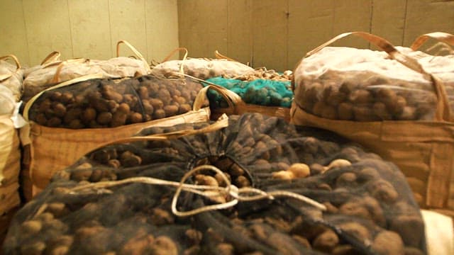 Large bags of harvested potatoes
