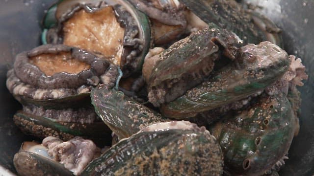 Detailed view of live abalones in a metal bowl