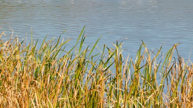 Reeds swaying in the wind and water rippling