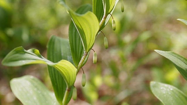 Fresh green sealwort in the sunlight