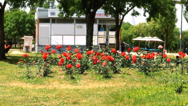 Vibrant Roses Bloom in Serene Park