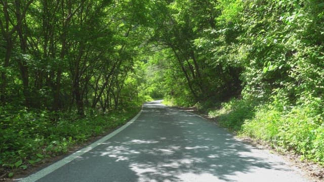 Quiet road between lush forests