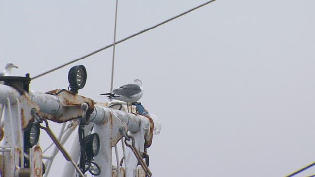 Seagull resting on a weathered ship structure