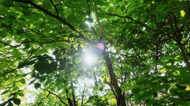Sunlight streaming through lush green tree leaves in a forest