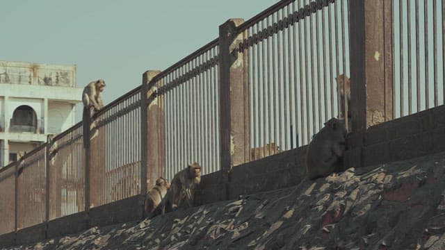 Monkeys Resting near a Fence