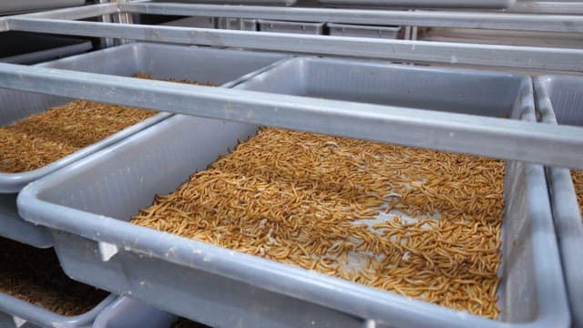 Mealworm trays in an industrial farming facility