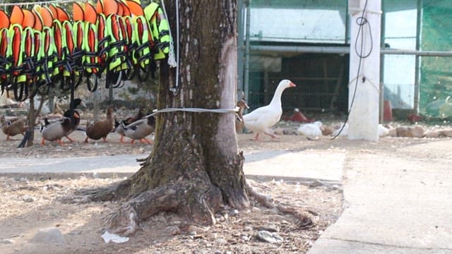 Ducks and geese walking towards a frozen pond
