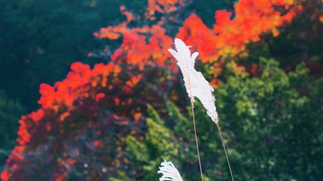 Autumn Colors Framing Fluffy Wild Grass