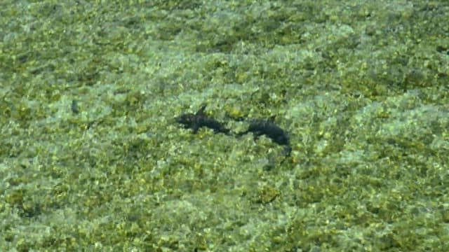 Fish swimming in a clear rocky stream