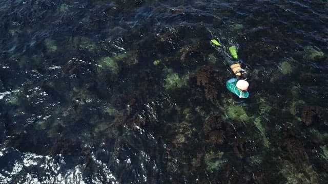 Female diver harvesting seafood on a clear beach