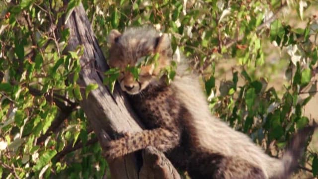 Young Cheetah Resting on a Tree