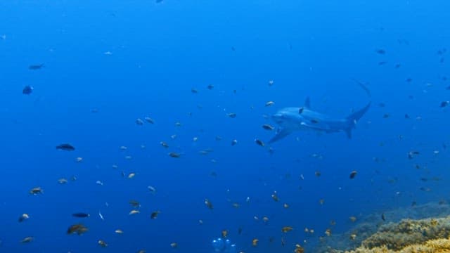 Underwater View of Shark and Tropical Fish