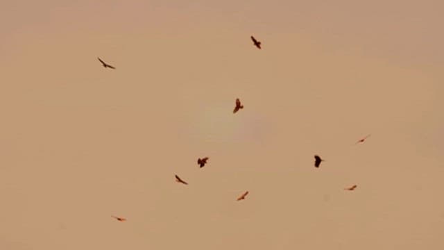 Birds Flying in the Sunset Sky