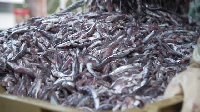 Hands wearing rubber gloves sorting freshly caught anchovies