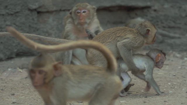 Baby Monkeys Playing in a Group