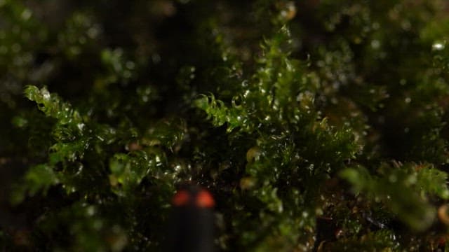 Fireflies crawling over moss at night