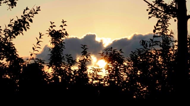 Twilight sunset captured behind dense foliage