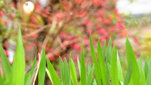 Dew-covered plants and blooming flowers in spring garden