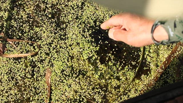Hand touching the green aquatic plants filling the wetlands