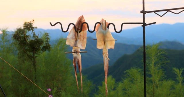 Dried Squid Hanging with Mountain Backdrop