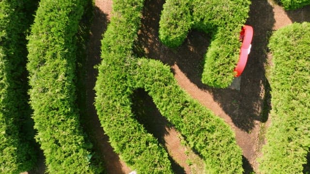 Aerial view of a lush green maze