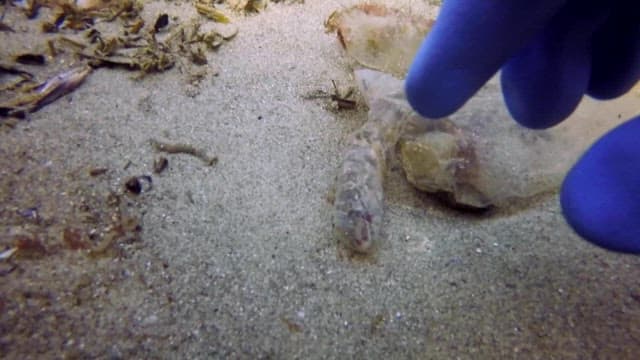 Fish trapped in discarded plastic in the ocean