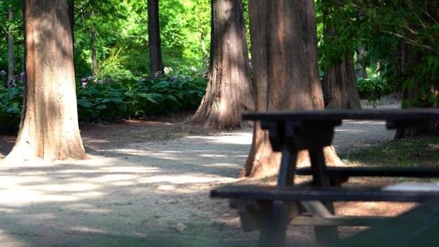 Sunny forest path with trees and picnic table in a quiet park