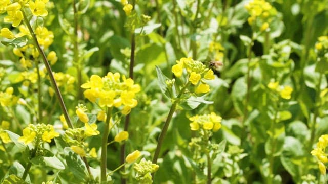 Bees Flying over Yellow Canola Flowers on a Sunny Day