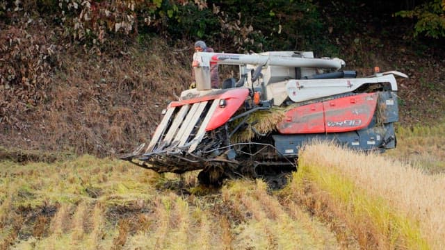 Farmer operating a harvester in a rice field