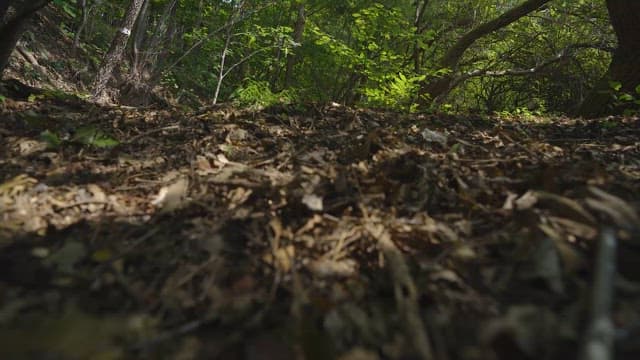 Scenery of a Forest Path Filled with Trees