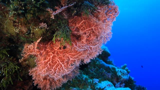Underwater Coral Reef with Marine Life