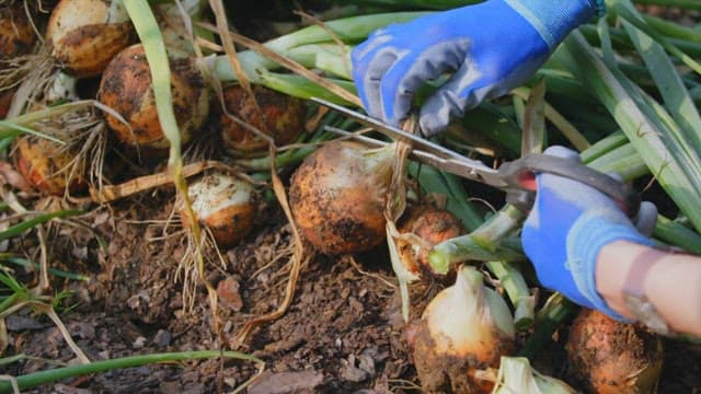 Harvesting Fresh Onions from Soil