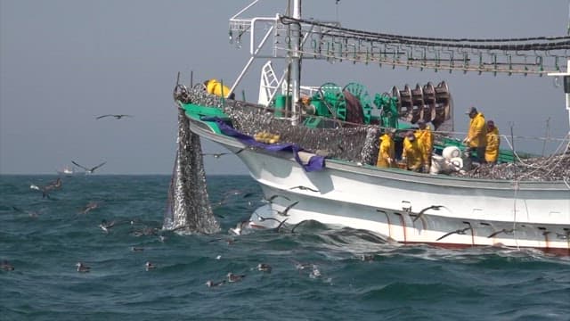 Fishermen hauling a large catch on a boat at sea