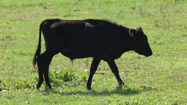 Black cow grazing in a green field