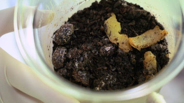 Beetles in soil with organic matter in a container