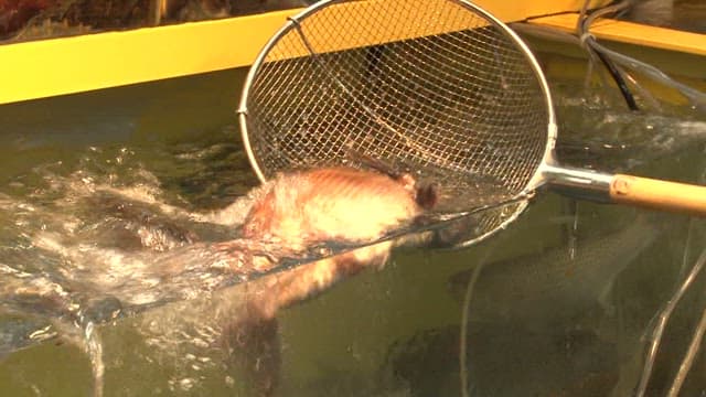 Fresh Seafood Handling at a Market