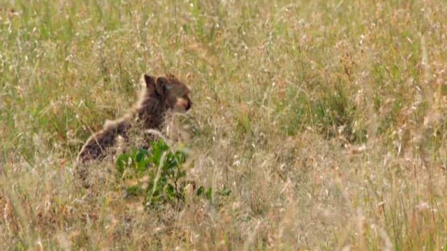 Cheetah Cub Navigating Through Tall Grass