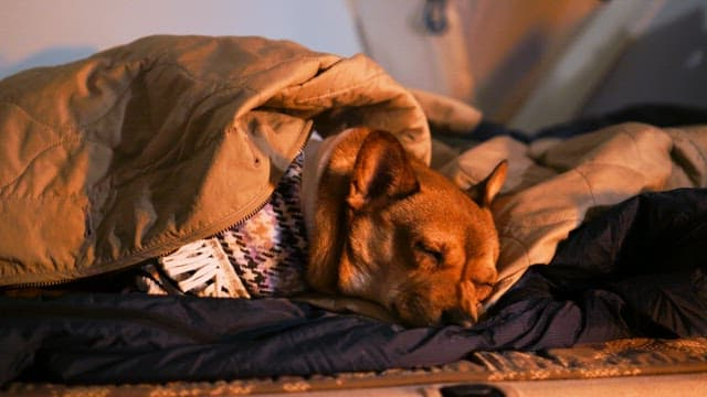 Sleeping brown dog covered with a blanket in dark room