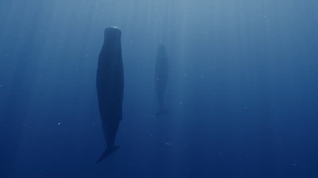 Sperm whales sleeping in the deep ocean