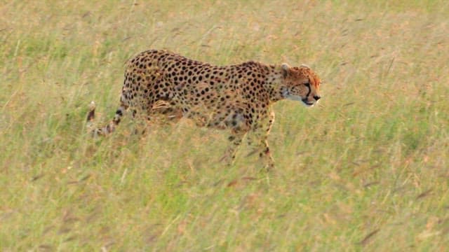 Cheetahs grooming in the savanna