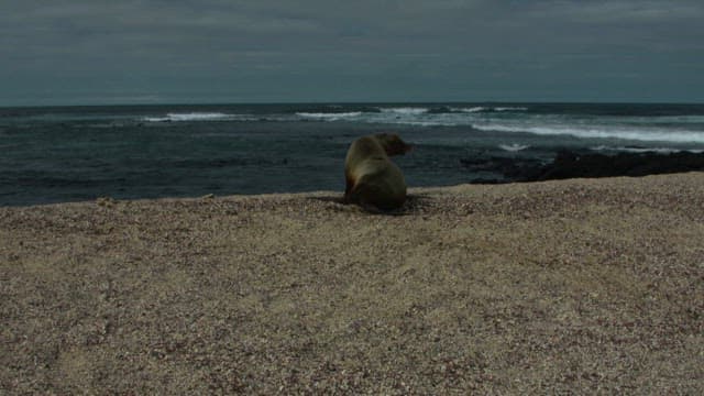 Seal gazing at the ocean from the shore