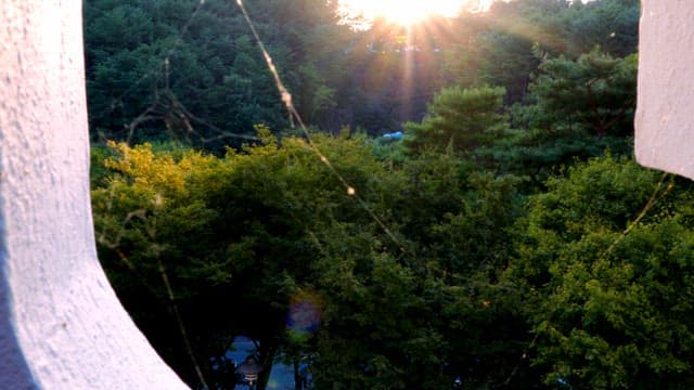 Sunset through forest trees
