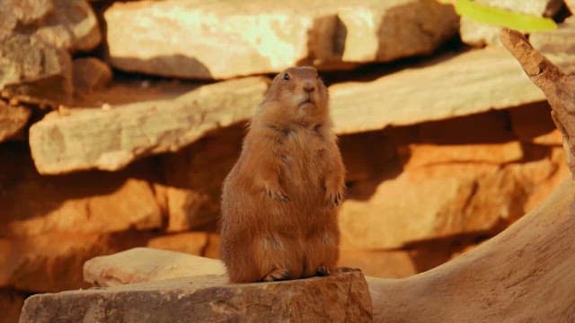 Prairie Dog Exploring Rocky Terrain and Branches